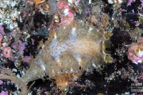 Homberg's Triton