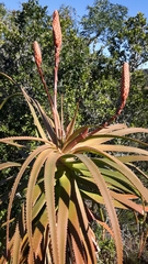 Aloe pluridens