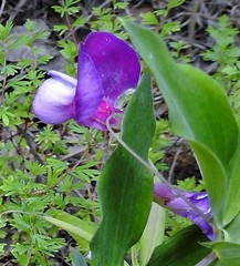 Lathyrus magellanicus