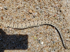 Crotalus enyo