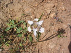 Tigridia arequipensis