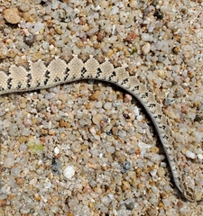 Crotalus enyo