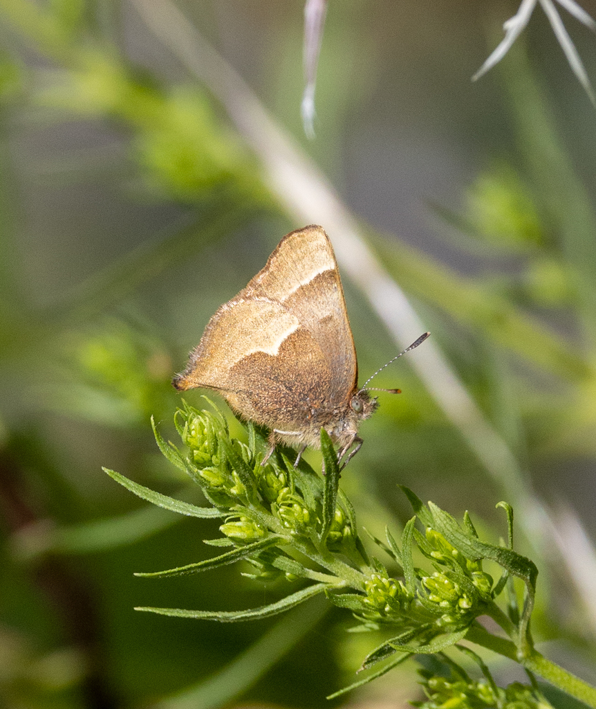 Thaeides muela