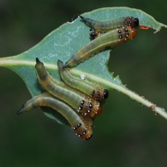 Lophyrotoma interrupta