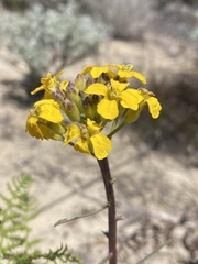 Erysimum teretifolium