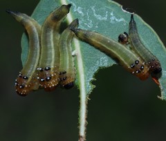Lophyrotoma interrupta