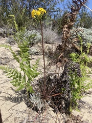Erysimum teretifolium