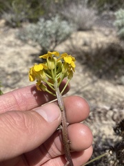 Erysimum teretifolium