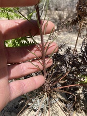 Erysimum teretifolium