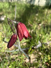 Fritillaria gentneri