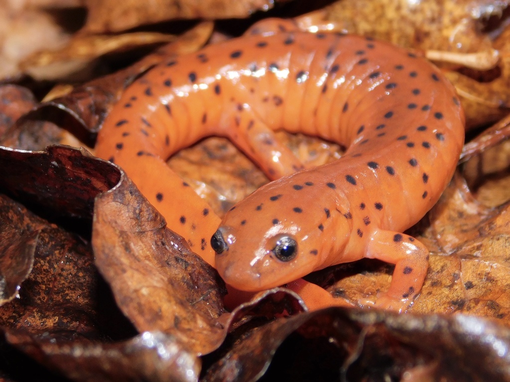 Central Red Salamander