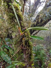 Bulbophyllum insulsoides