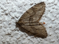 Trichopteryx polycommata