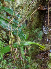 Bulbophyllum insulsoides