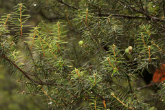 Leptecophylla pogonocalyx