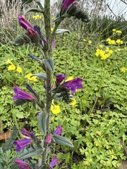 Echium tuberculatum