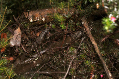 Leptecophylla pogonocalyx