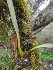 Bulbophyllum insulsoides