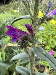 Echium tuberculatum