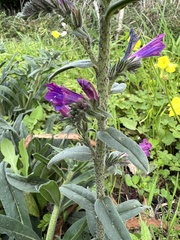 Echium tuberculatum