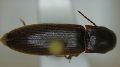 Dalopius tristis