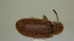 Cimberis decipiens