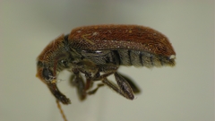 Cimberis decipiens