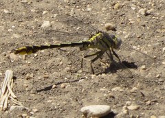 Phanogomphus militaris
