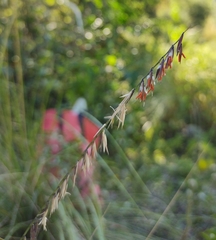 Bouteloua curtipendula caespitosa