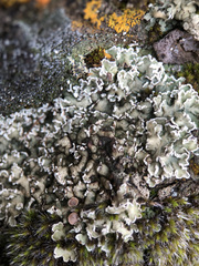 Squamarina concrescens