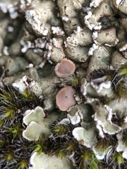 Squamarina concrescens