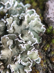 Squamarina concrescens