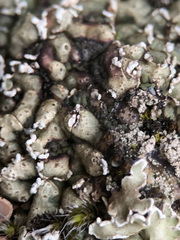 Squamarina concrescens