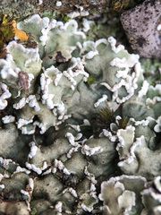 Squamarina concrescens