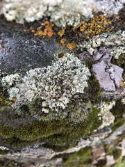 Squamarina concrescens