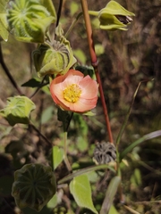 Callianthe pauciflora