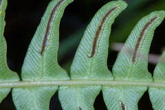 Blechnum appendiculatum