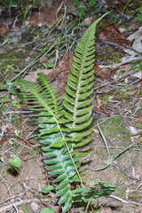 Blechnum appendiculatum