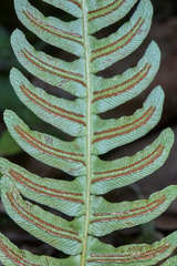 Blechnum appendiculatum