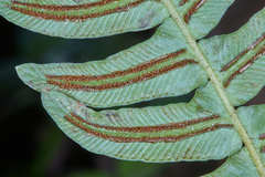 Blechnum appendiculatum