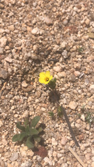 Leptosiphon chrysanthus