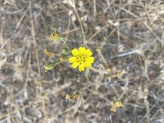 Deinandra paniculata
