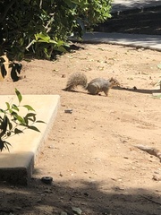 Sciurus niger