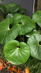 Cremanthodium reniforme