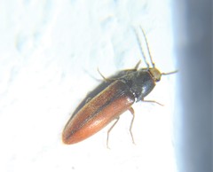 Physorhinus