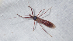 Isocondylus elongatus