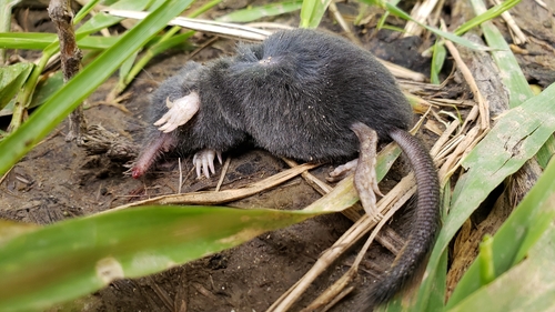 American Shrew Mole