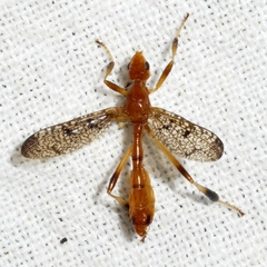 Pyrgotella chagnoni