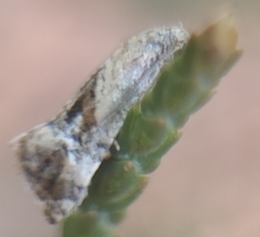 Gynnidomorpha romonana