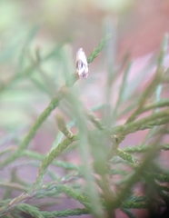 Gynnidomorpha romonana